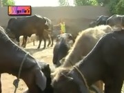 NADIA ALI HOT MUJRA GUJJRA WAY.flv