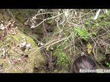 amber fucking in the woods