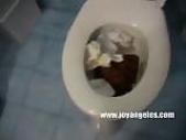 mega scat, piss