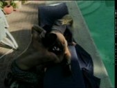 Eating some pussy by the pool