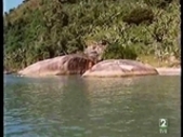 Clip 3 Pereira dos Santos