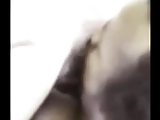 Husband watches wife suck black cock