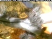 Best Porn Compilation